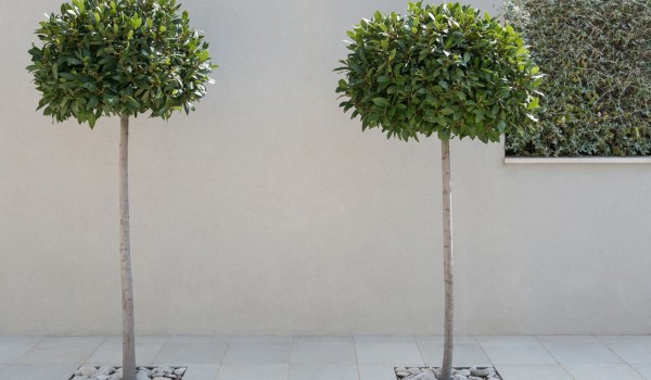 Courtyard of a luxury family villa for vacation by the sea on Korcula island