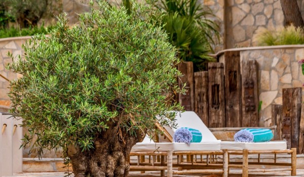 A view of the olive tree, one of the symbols of Dalmatia, as part of a luxury vacation villa on the island of Brač