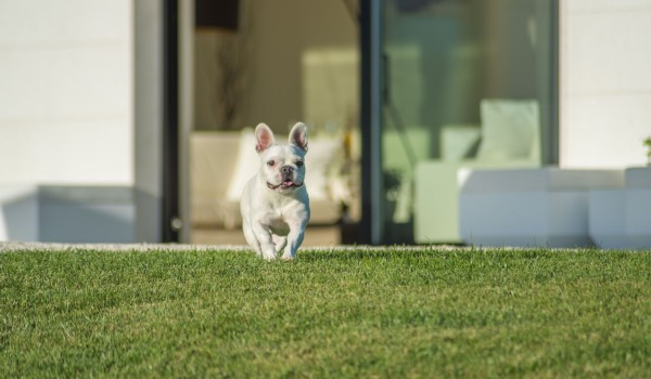Dog in the landscaped garden of a Croatia luxury pet-friendly villa Eden Land with private pool and sauna