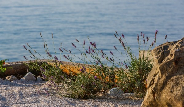 Lavender bushes in the courtyard of a Brac vacation house with total privacy